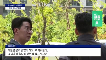[취재가 시작되자]도심서 사람 공격하는 까마귀, 왜?