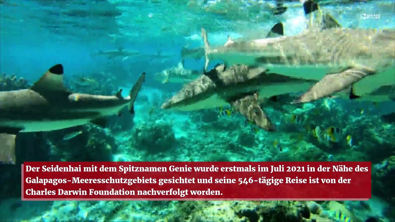 Hai bricht Weltrekord mit 17.000-Meilen-Schwimmen über den Pazifischen Ozean