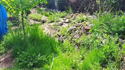 A pregnant cat and a male cat are very friendly. CUTEST CATS