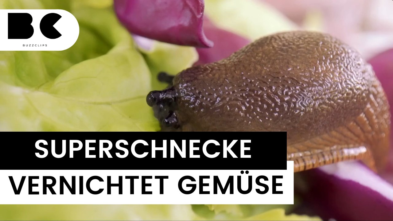 Achtung: Diese Superschnecke frisst Ihr Gemüse!