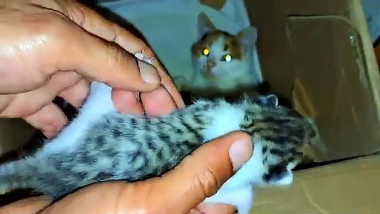 A mother cat breastfeeds her newborn kittens. Baby kittens are so cute.