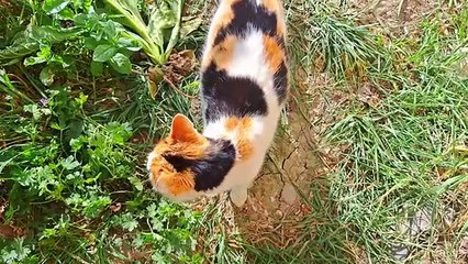 A male cat mates with a Pregnant Cat