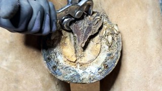 Horse hoof restoration process  Clickety-clack to healthy!