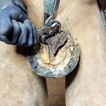 Horse hoof restoration process Clickety-clack to healthy!