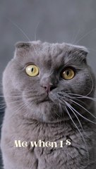 Persian cat #viralvideo #petlover #animal #foryou