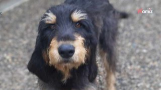 Trouvé errant et non réclamé, ce jeune chien très doux recherche une famille qui ne le laissera plus tomber