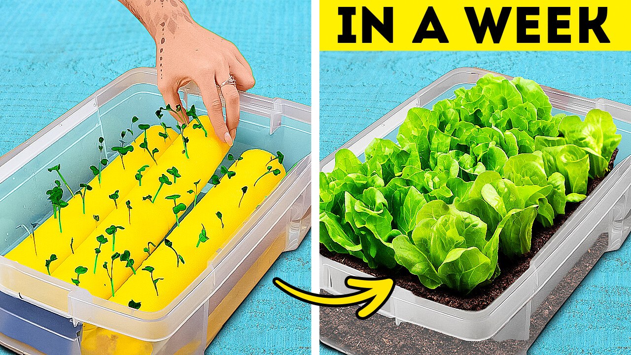 Gardening Hacks: Useful Tips for Lush Indoor Plants 