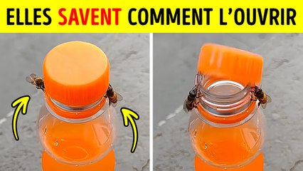 Les Abeilles Sont si Intelligentes que c’en est Effrayant