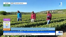 À Saint Maurice d’Ardèche, La Pépinière Viticole Lauriol, production de porte-greffes et de plants de vignes