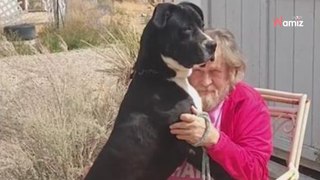 Il adopte un chien géant dans un refuge : un jour plus tard, son toutou lui sauve la vie