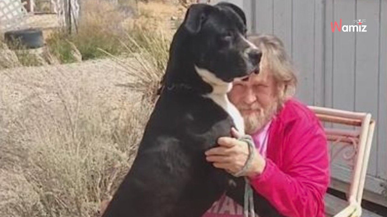 Il adopte un chien géant dans un refuge : un jo...