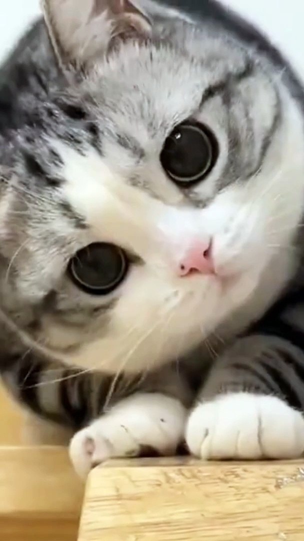 Cat lovers | cute cats #cats #cute