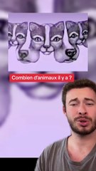 Combien d’animaux il y a ? (Exclu Dailymotion)