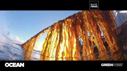 Algenzucht: eine ökologische Zukunft für Fischer