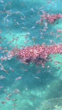 Pourquoi les méduses envahissent certaines plages françaises