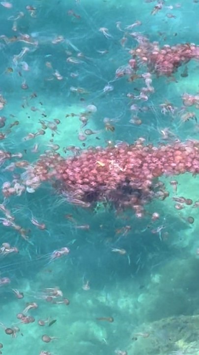 Pourquoi les méduses envahissent certaines plages françaises