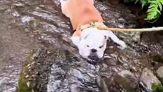 Cute Pup Cools Off in Cold Creek
