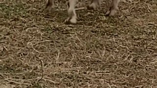 Duck Chases Goat on Farm