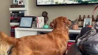 Goldenretriever Loves Her Nature Shows Quick Glimpse.