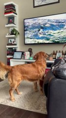 ゴールデンレトリバーは自然を愛するテレビ番組の簡単な一面。ゴールデンレトリバー