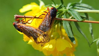 ¿Cómo Emiten Las Cigarras Su Singular Sonido?