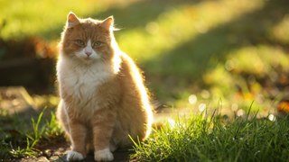 Cat owners urged not to 'swear' at felines by using 's' sounds