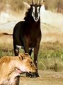 The Prey That Lions Fear The Sable Antelope Which Has The Longest Horns