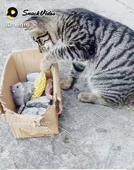 Cat funny
