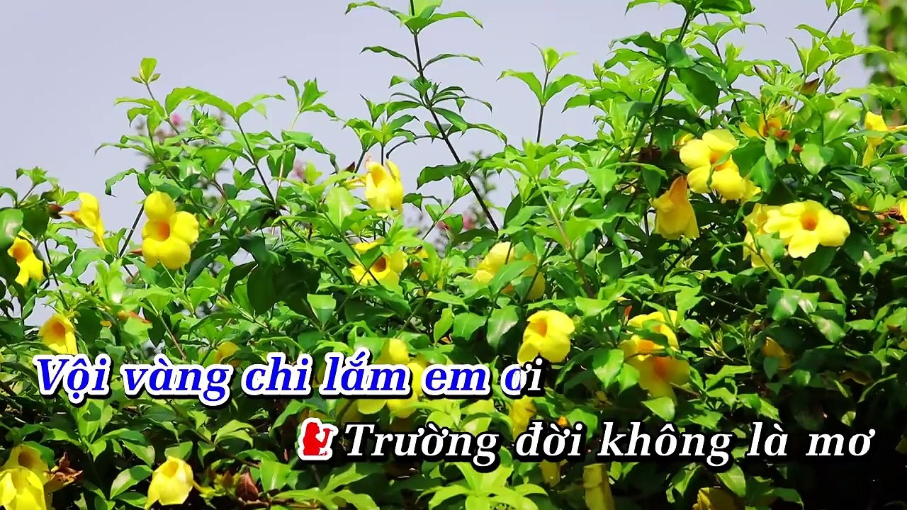 Đường Tím Bằng Lăng Karaoke Beat Gốc - Hoàng Dũng Karaoke
