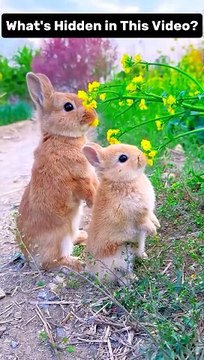 The Most Adorable Animal Antics: Bunny Eating a Flower, Bunny Races Duck, Cat and Rabbit Chase Each Other