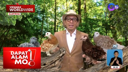 Kalapati, mukhang laging bagong make over dahil sa balahibo nitong kulot?! | Dapat Alam Mo!