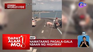 Isang baboy, namamasyal sa kahabaan ng highway | Dapat Alam Mo!