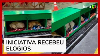 Posto de combustíveis cria abrigo para cachorros de rua adotados em Santa Catarina