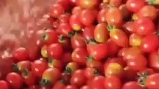 صلصة طماطم  المصانع