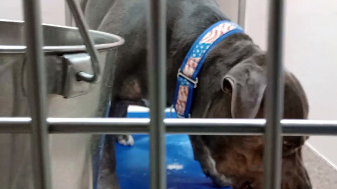 Diesel 6y A735943 kennel 137 PACC shelter even though I'm close he accepts me in time, we groove VID_20240524_151609759