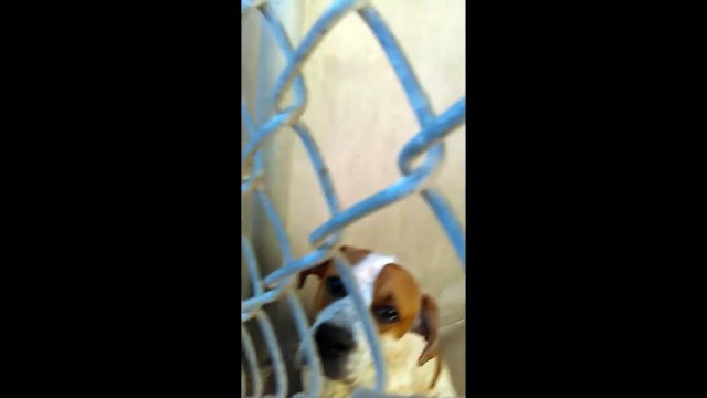Old film❤️Some Adopted Kids I Love people have opened Hearts & Home from Humane Society of Southern Arizona❤️as 6-4-2017Charlie 1y Pet Id 838432Adopted6-4-2017 Eevee 2y Pet Id 841900Adopted6-4-2017 Bubba 8y Pet Id 840132Ad6-4-2017