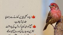 Luqman Hakeem sab | Urdu Quotes |Deep Quotes in Urdu