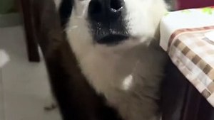 Ce chien est à mourir de rire avec son accent italien