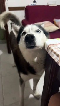 Ce chien est à mourir de rire avec son accent italien