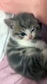 little_princess__#animal_#funnyvideo_#1000subscriber_#1millionviews_#adventure_#cats_#rat_#cartoon(360p)