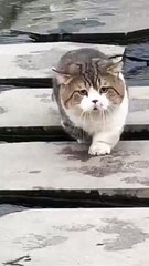 kit_kat___#cats_#whisker_#kittylife_#catlady_#catsofinstagram_#catlovers_#catvideos_#kitty_#meow(360p)