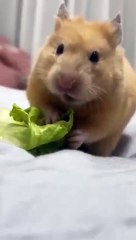 Food_lover❤️_#Rabbit_#animals_#mildanimal_#funnyvideo_#1000subscriber_#adventure_#1millionviews(360p)
