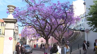 Jacarandás de origem brasileira colorem Lisboa de púrpura na primavera