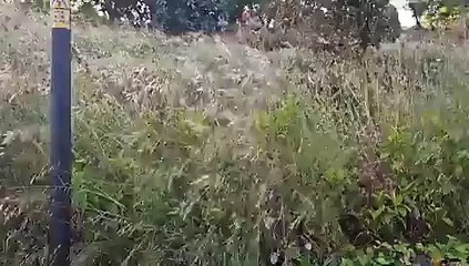 İBB’nin parkları bakımsızlıktan meraya döndü!