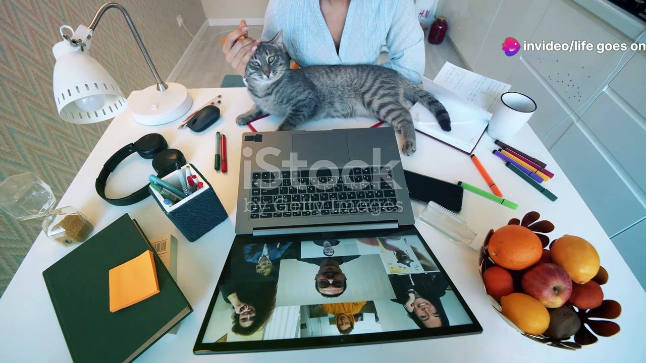 Funny cats