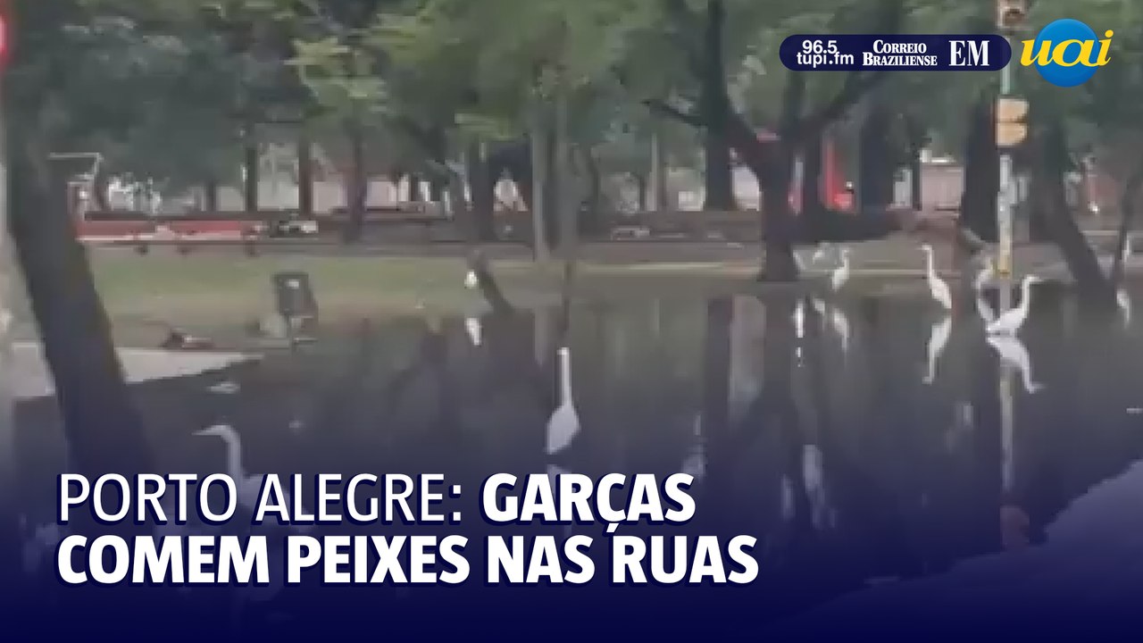 Vídeo flagra garças comendo peixes nas ruas de...