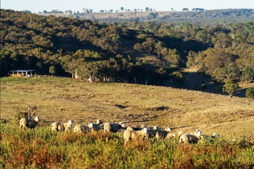 Red Hill ,Trunkey Road, Bathurst | May 29, 2024 | Farmonline