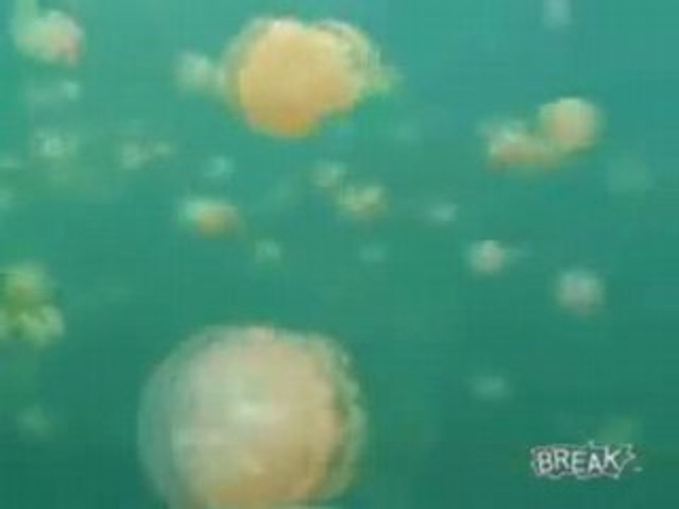 Jelly Fish Invade lake