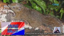Philippine Tree Squirrel o Kulagsing, nakita sa kagubatan ng Ormoc City | Unang Balita
