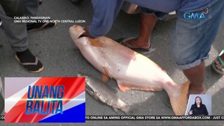 Malalaking isda, nahuli sa Marusay River | Unang Balita